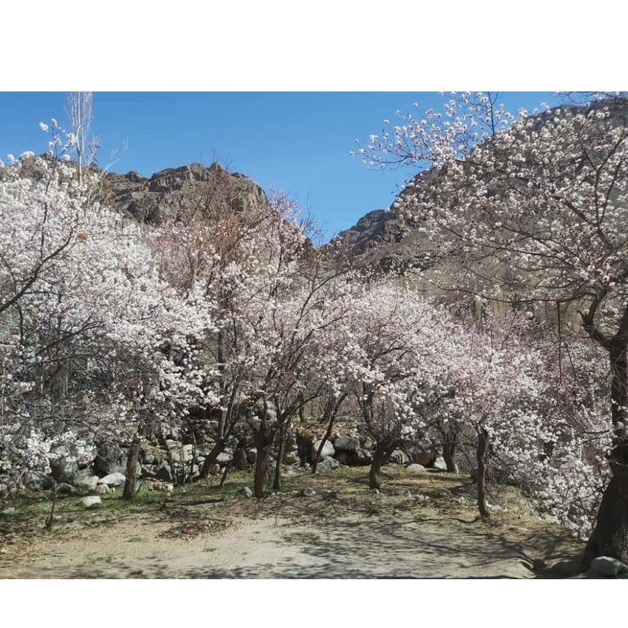 APRICOT BLOSSOM